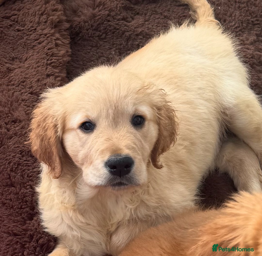 Golden Retriever dogs for sale: KC health checked outstanding temperaments  - Advert 16