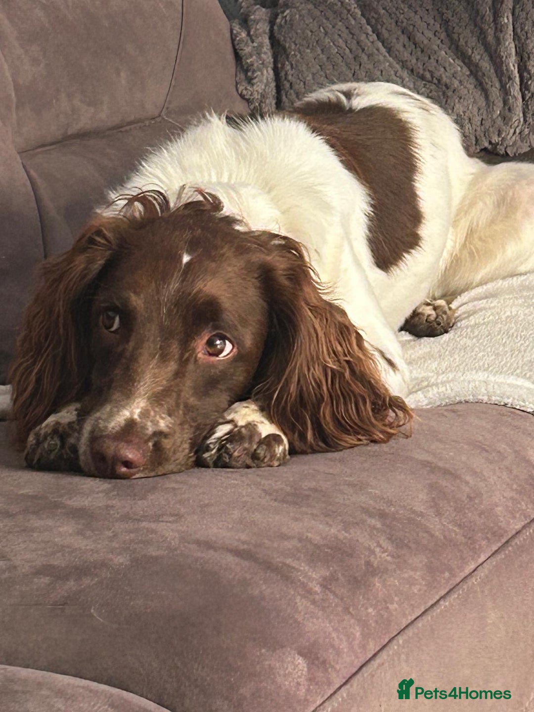 English Springer Spaniel dogs for sale: Gorgeous English Springer Spaniel needs new home - Advert 2