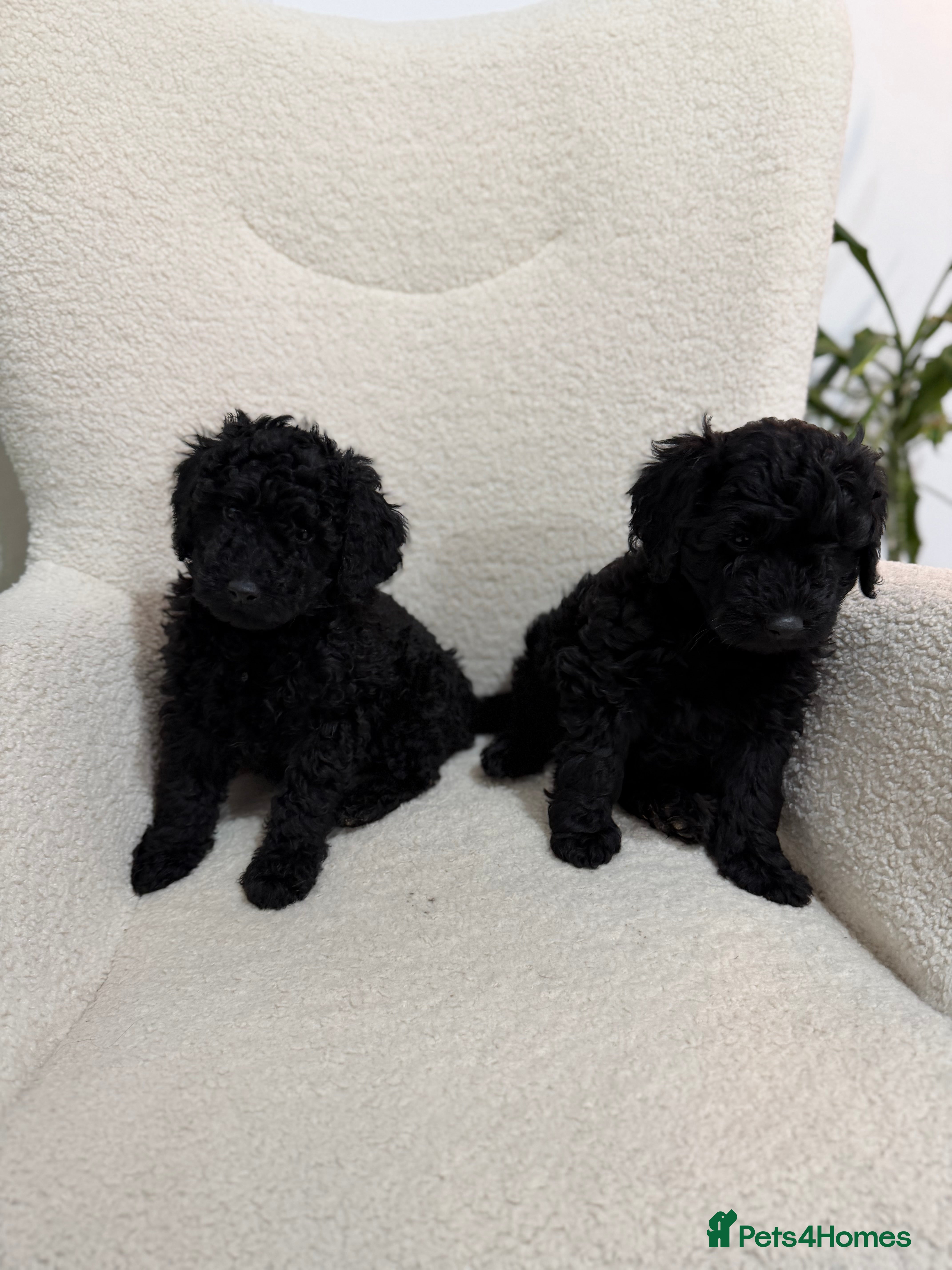Cockapoo dogs 2 Cockapoo Puppies left.  - Advert 1