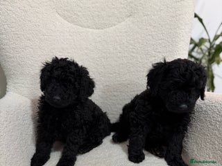 Cockapoo dogs 2 Cockapoo Puppies left. - Advert 12
