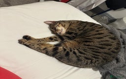 Mixed Breed cats for sale: Khaleesi, half bengal cat looking for a new home - Image 11