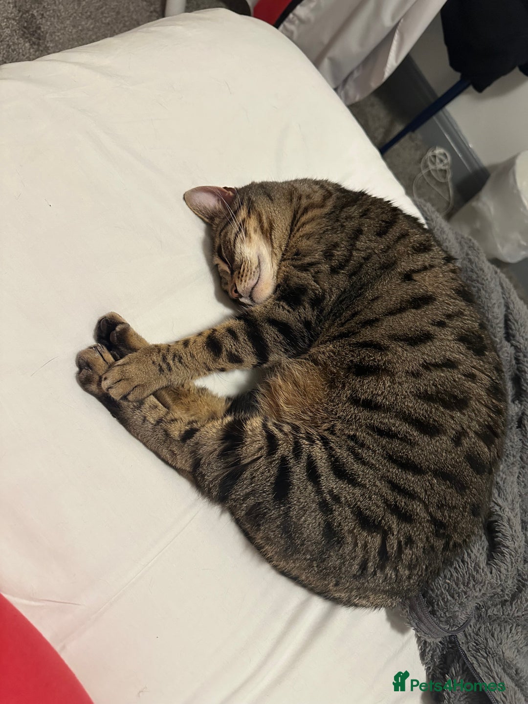 Mixed Breed cats for sale: Khaleesi, half bengal cat looking for a new home - Image 11