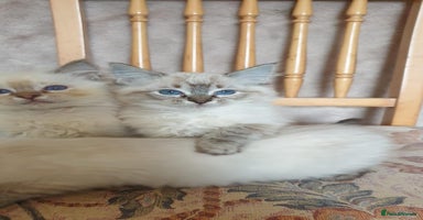 Ragdoll cats - Advert 5