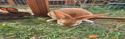 Rex rabbits for sale: Mini rex  - Advert 24