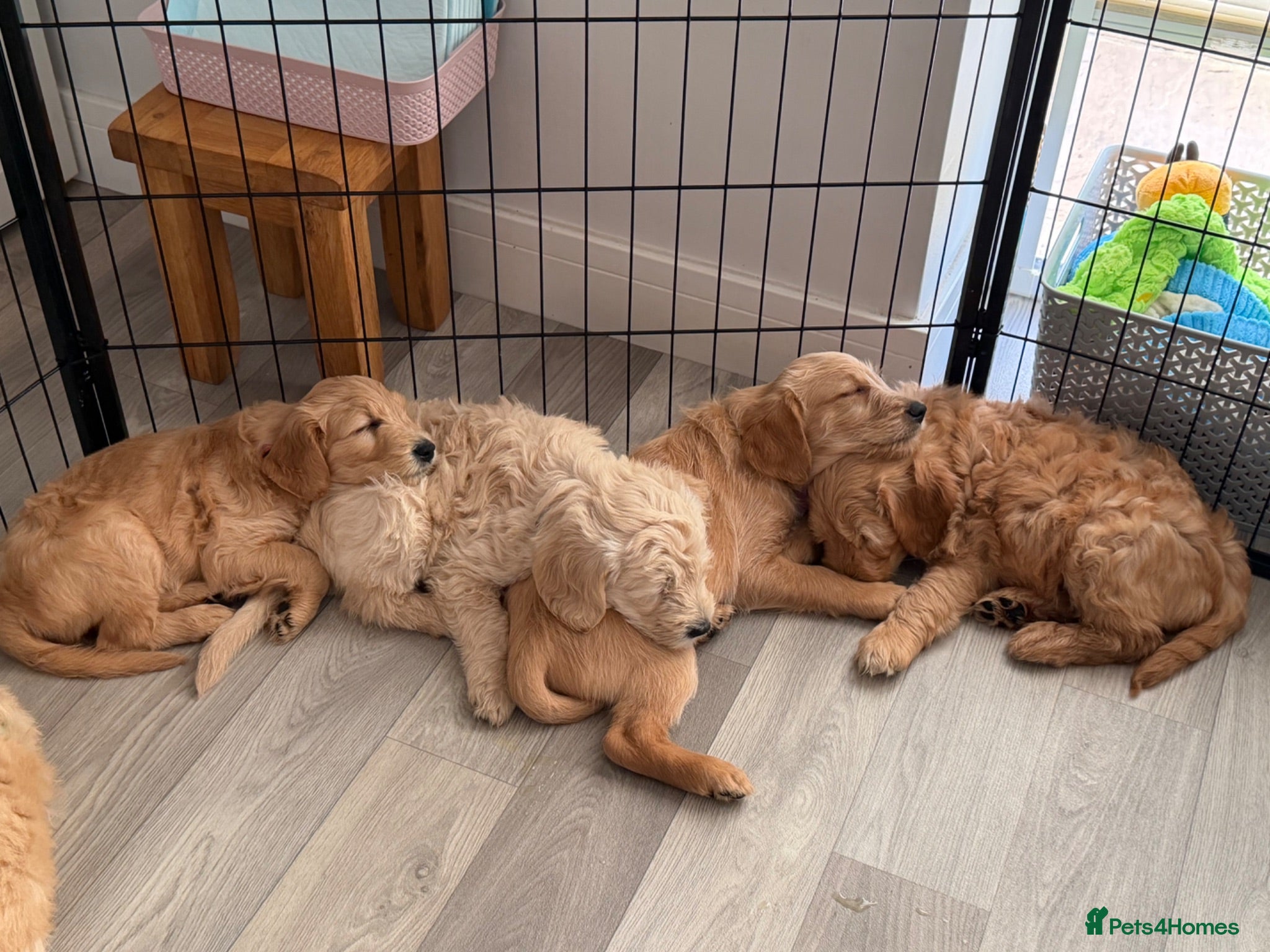 Goldendoodle dogs Goldendoodles * Essex * - Advert 2