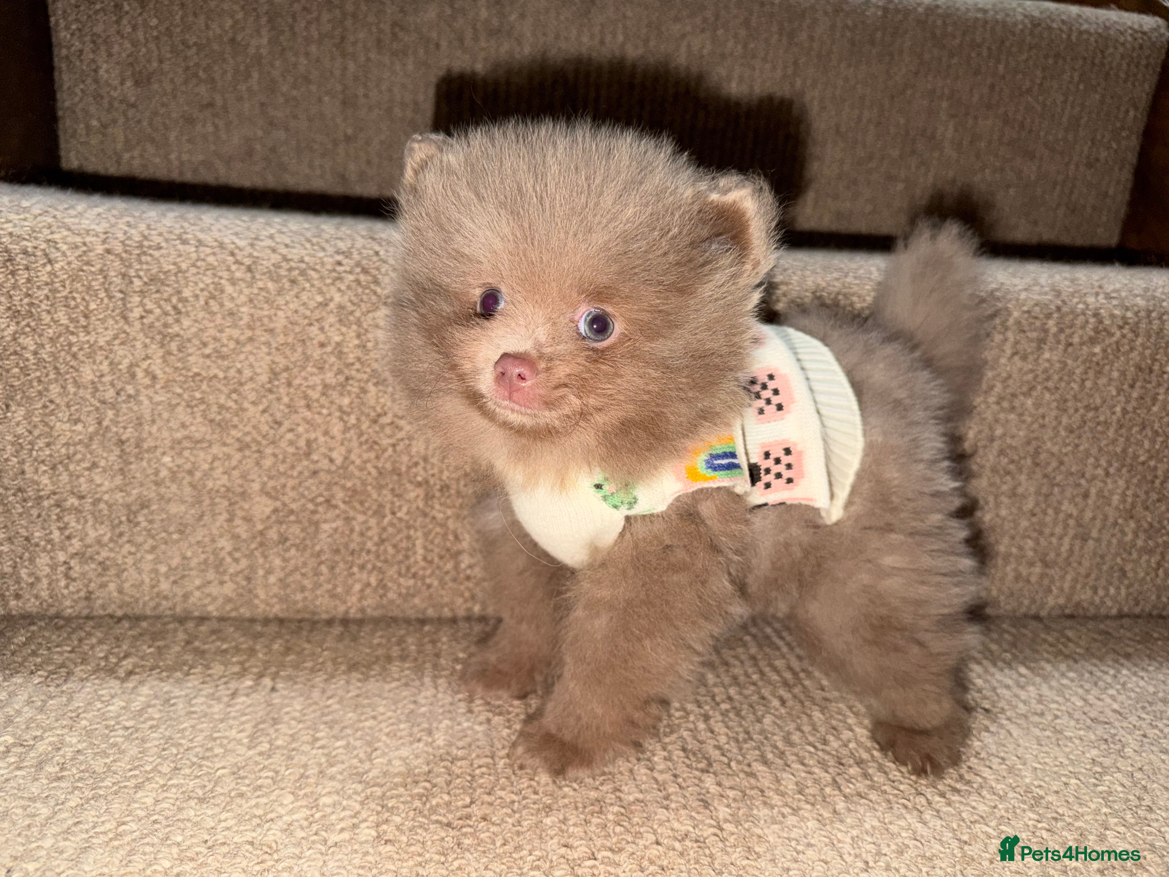 Pomeranian dogs 💜🩷 LILAC FEMALE POMERANIAN 🩷💜 - Advert 11