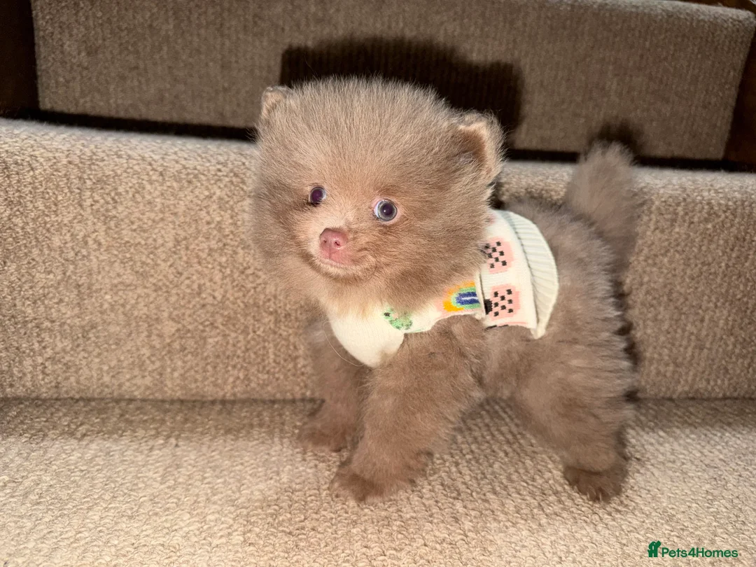 Pomeranian dogs for sale: 💜🩷 LILAC FEMALE POMERANIAN 🩷💜 - Advert 1