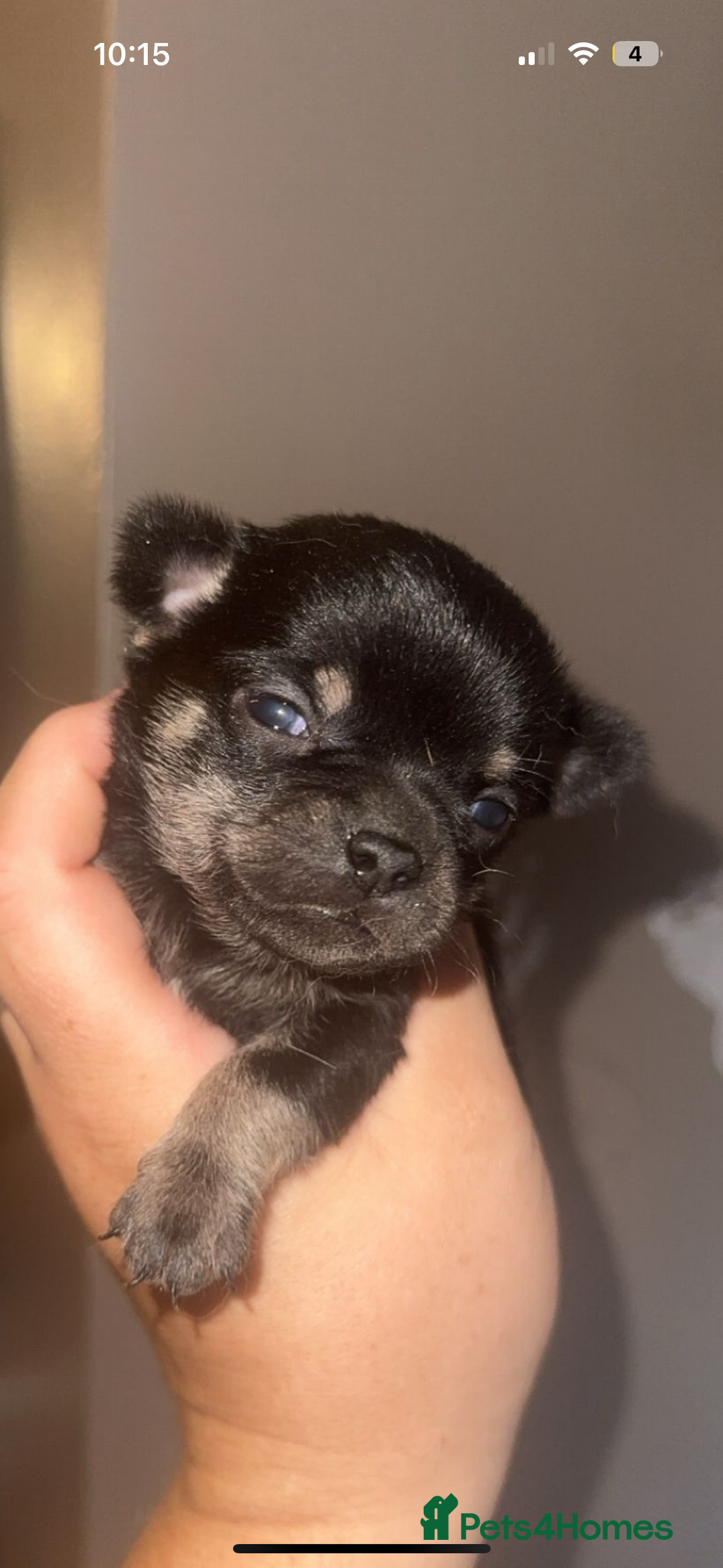 Chihuahua dogs for sale: KC Reg tiny Chihuahua puppies - Image 5