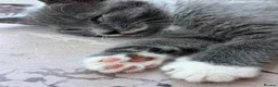 British Longhair cats for sale: Storm and niggle in Eastbourne - Advert 4