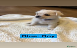 Mixed Breed dogs for sale: Beautiful Pug × Bichon Frise Puppies – Ready 08/12 - Advert 7