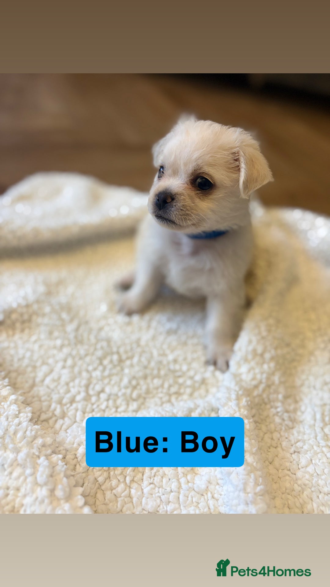 Mixed Breed dogs for sale: Beautiful Pug × Bichon Frise Puppies – Ready 08/12 - Advert 7