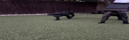 Cane Corso dogs for sale: Cane corso puppies - Advert 7