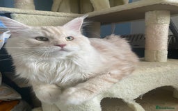 Maine Coon cats for stud: 🏆🏆INTERNATIONAL CHAMPION LINE TICA STUD🏆🏆 - Image 12