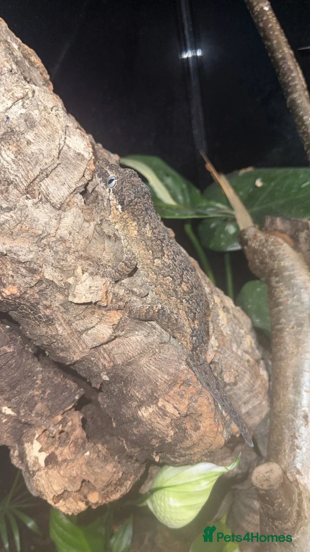 Gecko reptiles for sale: Red blotched gargoyle gecko and normals - Advert 3