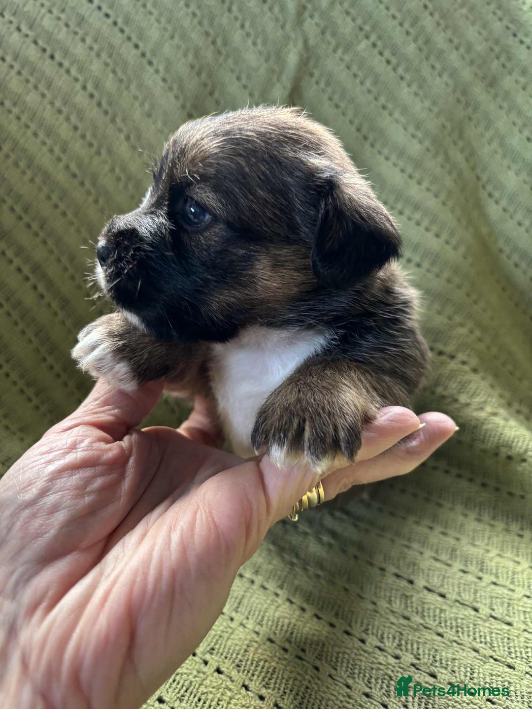 Mixed Breed dogs for sale: Lhasa-JackRussell - Advert 9