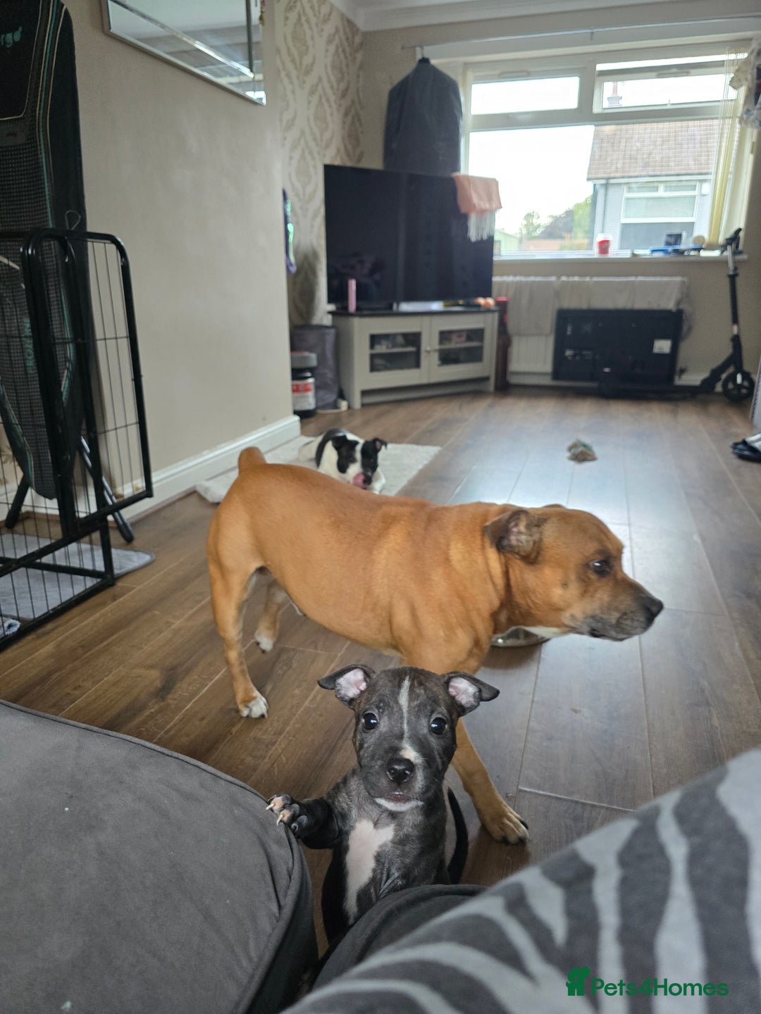 Staffordshire Bull Terrier dogs for sale: Female Staffies  - Image 9