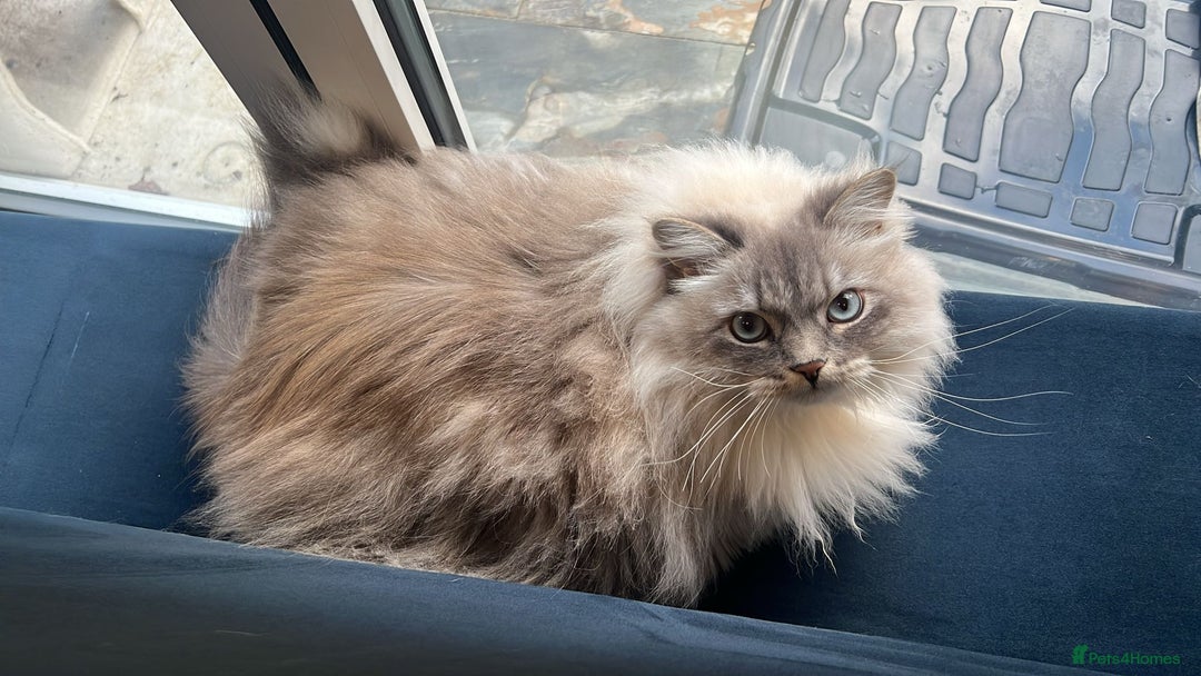 Siberian cats for sale: Affectionate Female Cat - Advert 2