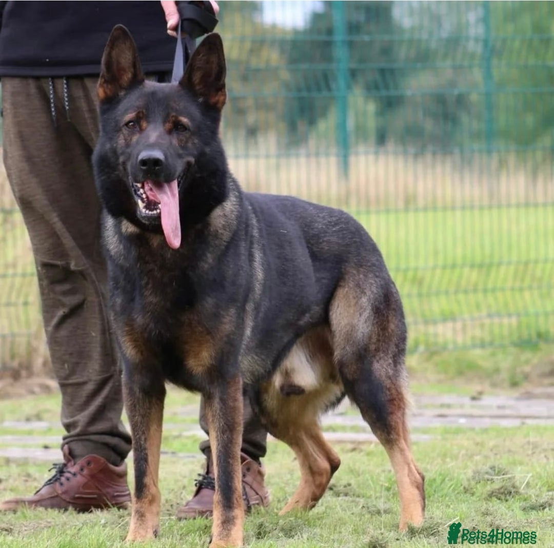 German Shepherd dogs for sale: KC German Shepherd Working line puppies 🐶  - Image 14