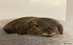 Mini Lop rabbits for sale: Mini lop babies  - Image 8