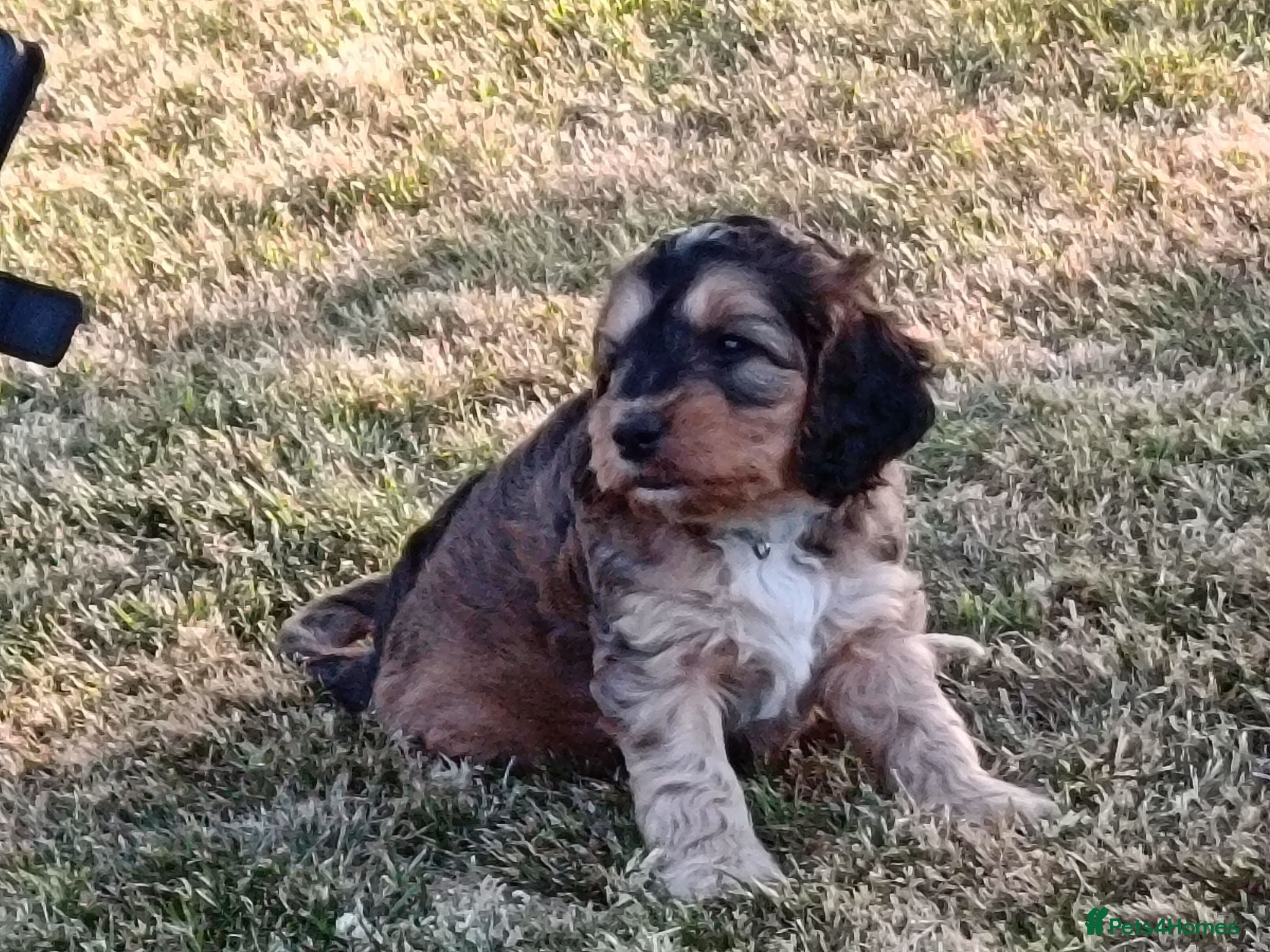 Cockapoo dogs Gorgeous F2 Cockapoo puppies Health Tested parents - Advert 15