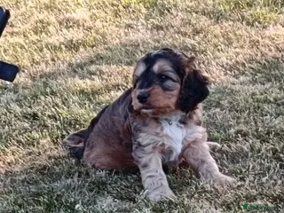 Cockapoo dogs Gorgeous F2 Cockapoo puppies Health Tested parents - Advert 15