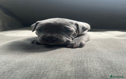 Staffordshire Bull Terrier dogs for sale: Full pedigree blue Staffordshire bull terriers - Image 6