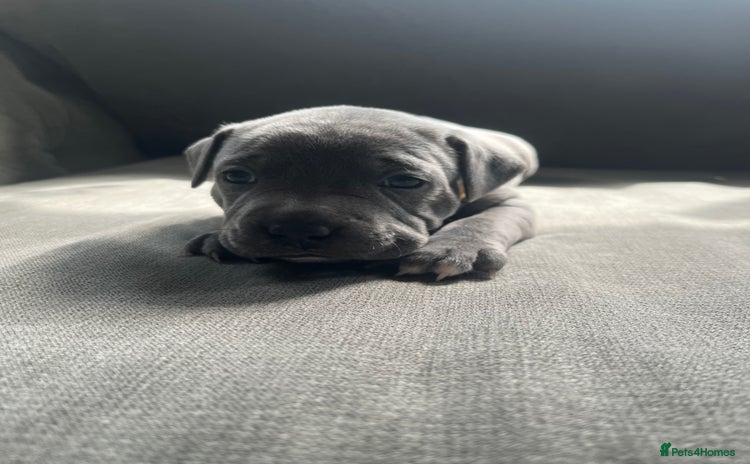 Staffordshire Bull Terrier dogs - Advert 5