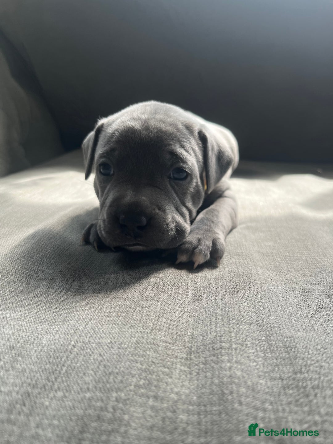 Staffordshire Bull Terrier dogs for sale: Full pedigree blue Staffordshire bull terriers - Image 6