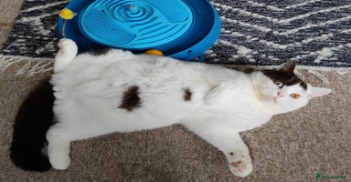 British Shorthair cats - Advert 8