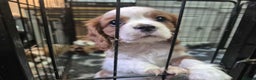 Cavalier King Charles Spaniel dogs for sale: Cavalier King Charles Spaniel  - Advert 7