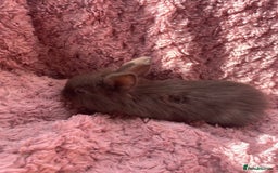 Lionhead rabbits for sale: Lionhead bunnies - Image 7