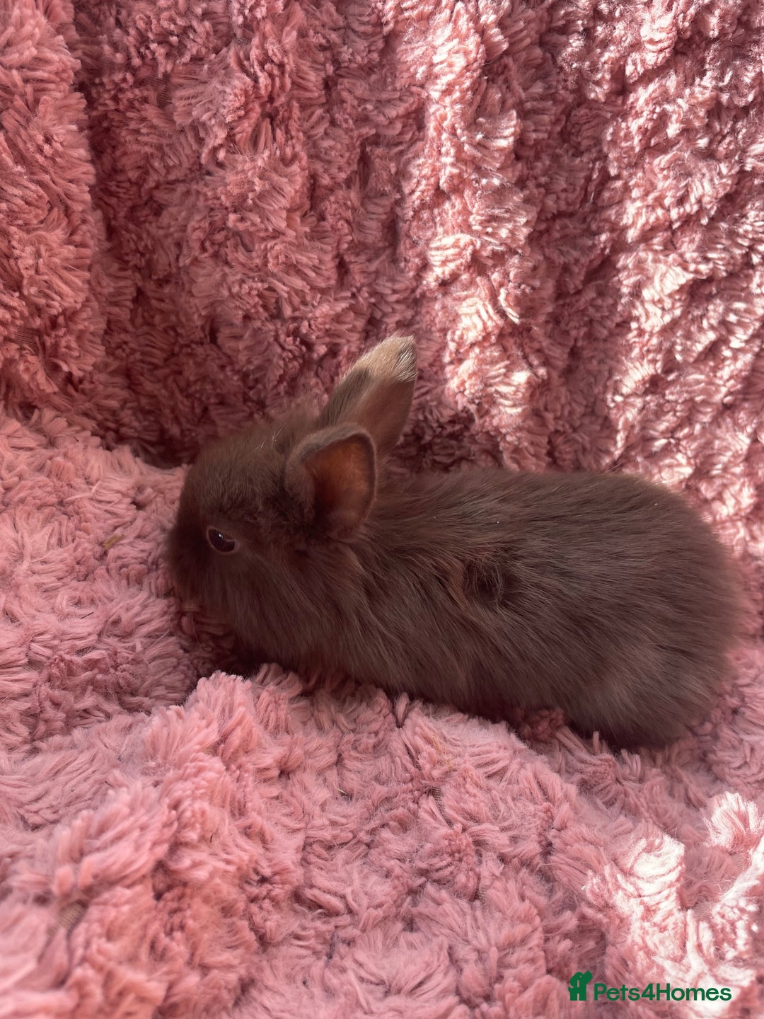 Lionhead rabbits for sale: Lionhead bunnies - Image 7