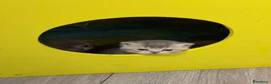 British Shorthair 1 gold shaded