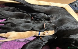 Labrador Retriever dogs for sale: 1 Black Labrador bitch left ready to go now  - Image 26