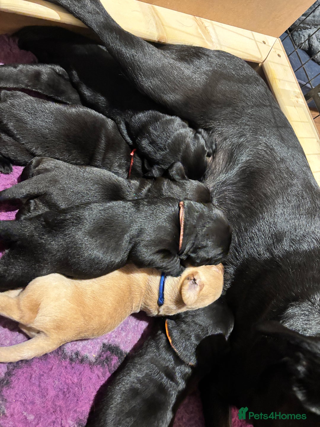 Labrador Retriever dogs for sale: 1 Black Labrador bitch left ready to go now  - Image 26