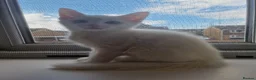 Mixed Breed cats for sale: Stunning White Blue-Eyed Male Kitten  - Advert 7