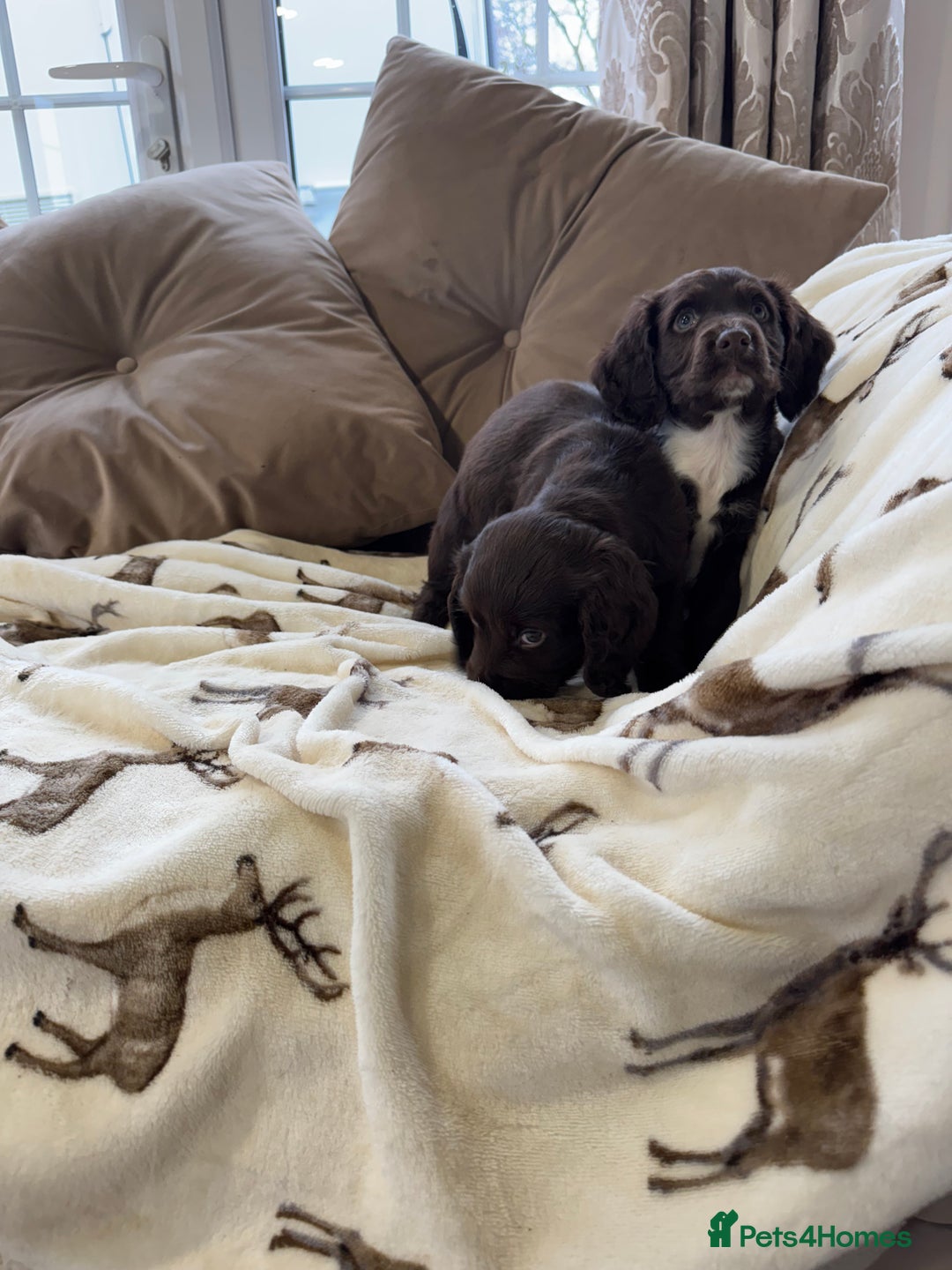 Cocker Spaniel dogs for sale: Chocolate cocker spaniel pups  - Advert 5