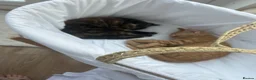 Mixed Breed cats for sale: Two kittens available  - Advert 4