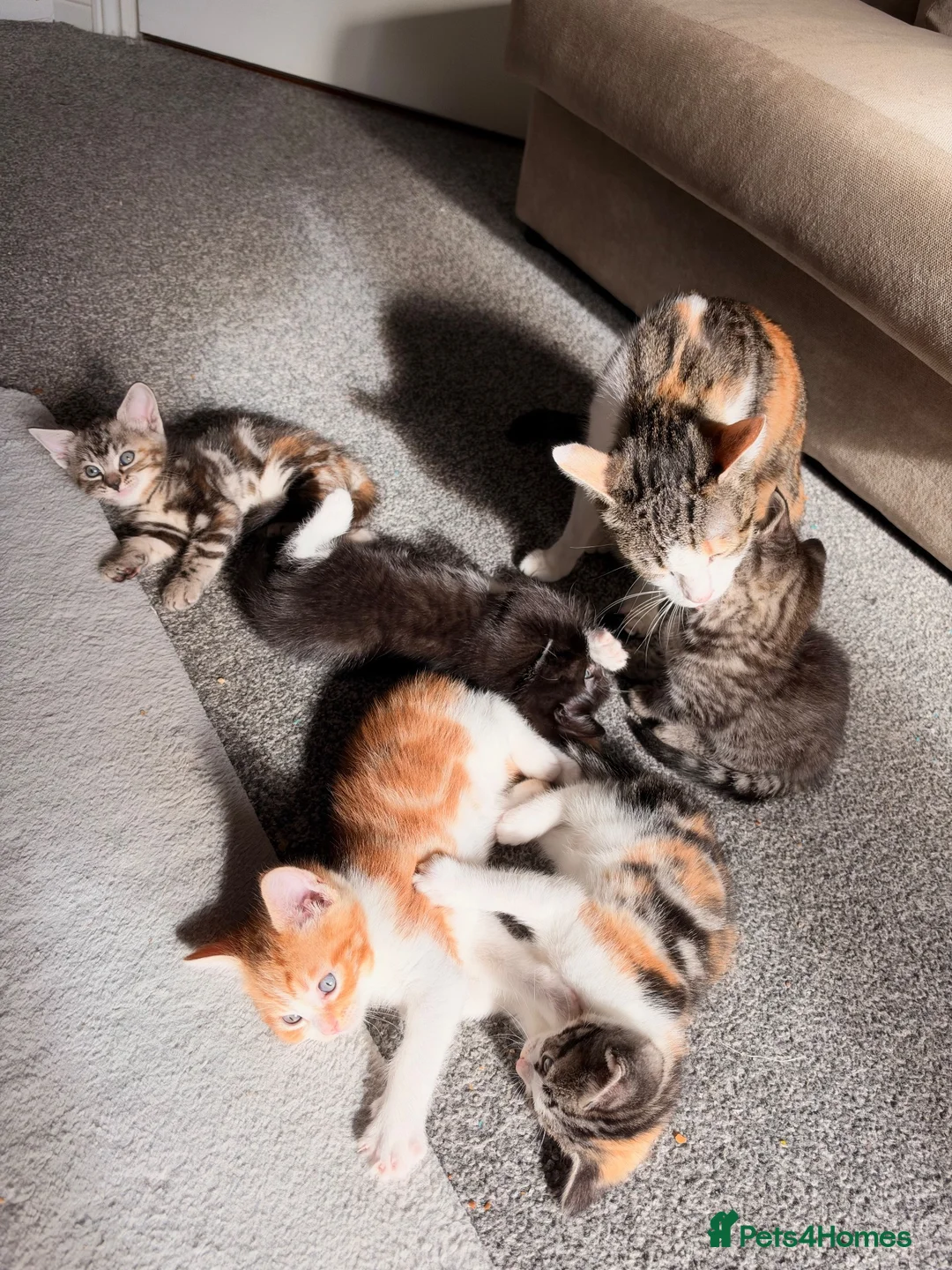 Mixed Breed cats for sale: Ragdoll x Domestic Shorthair Rare Coat Kittens ♥️ in Manchester - Advert 2
