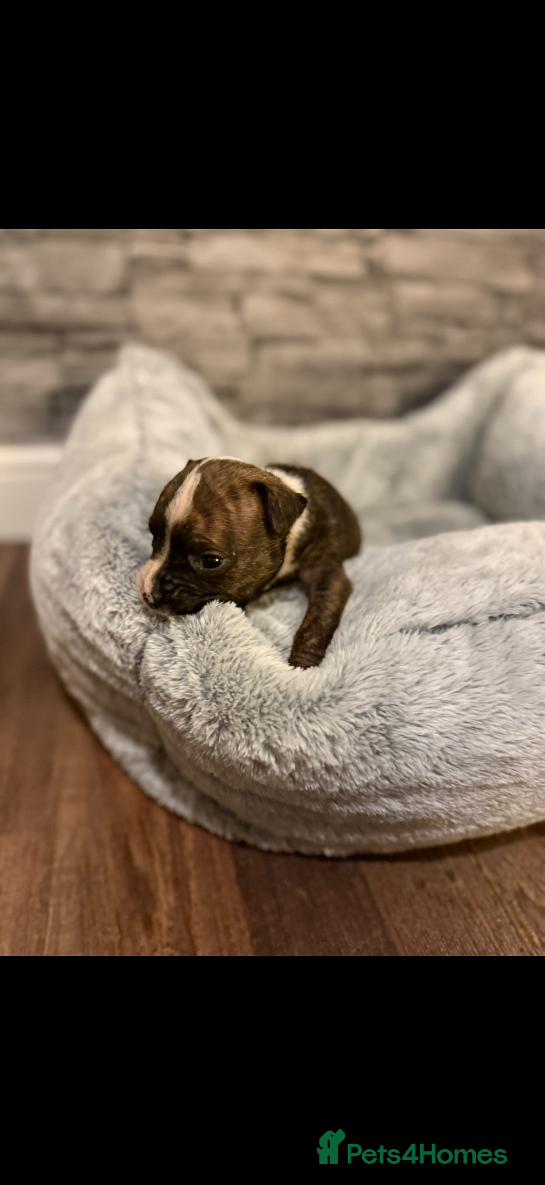 American Bulldog dogs for sale: American bulldog - Image 15