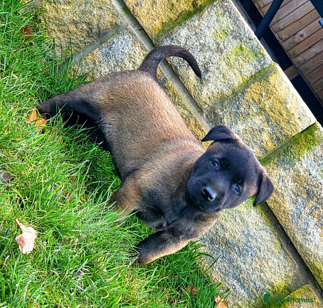 Belgian Shepherd Dog dogs for sale: Dutch Herder x Mali Pups 🔥 - Advert 3