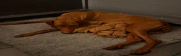 Hungarian Vizsla dogs for sale: KC registered Vizlas - Advert 4
