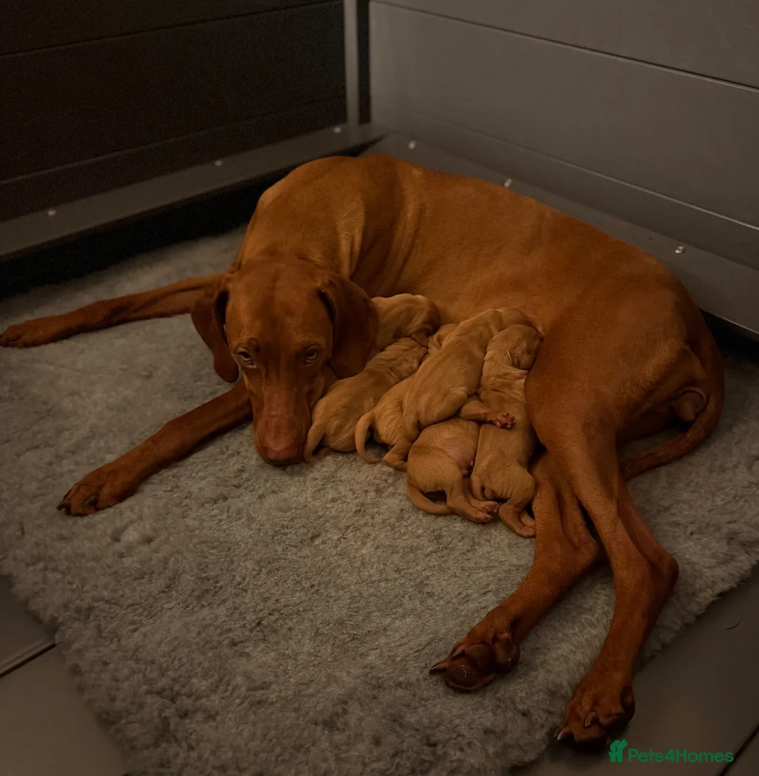 Hungarian Vizsla dogs for sale: KC registered Vizlas - Advert 4