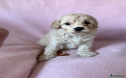 Labradoodle dogs for sale: Last three F1BB mini/toy labradoodle puppies  - Image 18