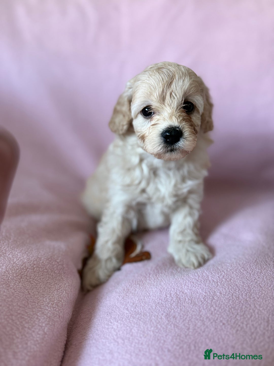 Labradoodle dogs for sale: Last three F1BB mini/toy labradoodle puppies  - Image 18