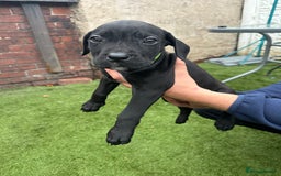 Cane Corso dogs for sale: Pure breed cane corso  - Image 27