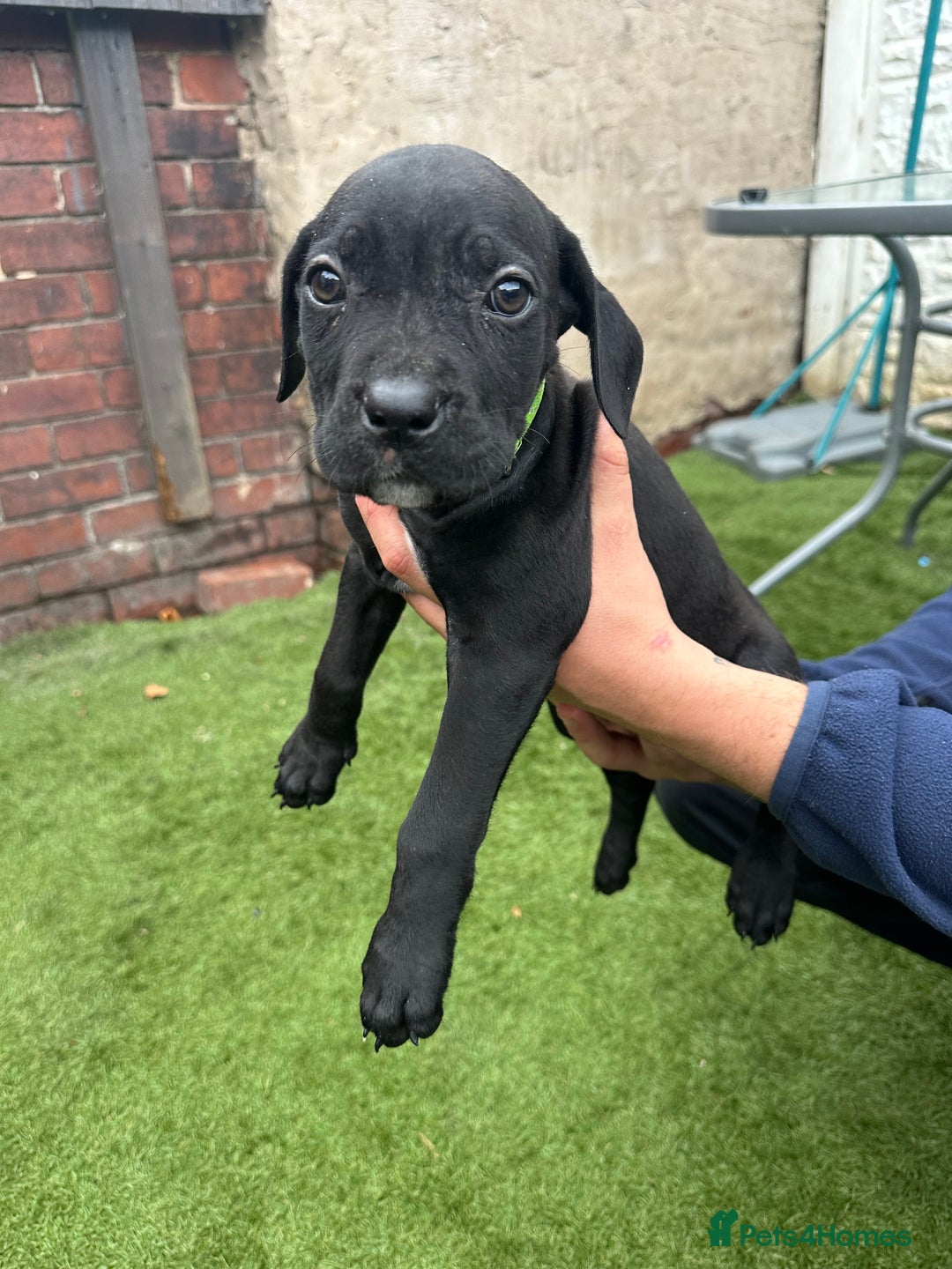 Cane Corso dogs for sale: Pure breed cane corso  - Image 27