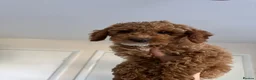 Cockapoo dogs for sale: Fully Vaccinated Ready to leave Red, Cockpoo Male - Advert 3