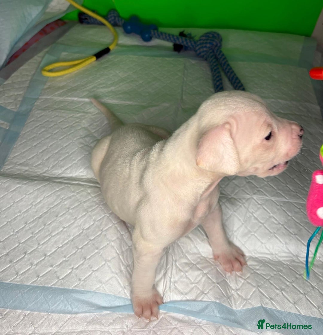 American Bulldog dogs for sale: American Bulldog - Image 12