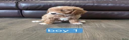 Cockapoo dogs for sale: Adorable F1 Cockapoo pups ♥️🐕🐾 in Bury Saint Edmunds - Advert 20